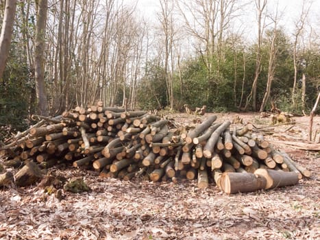 pile of branches wooden stump tree trunks cut down forest wood woodland uk timber; essex; england; uk