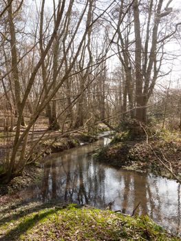 inside forest stream running water spring nature landscape; essex; england; uk
