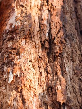 close up grooved cut split cracked texture on tree trunk bark macro; essex; england; uk