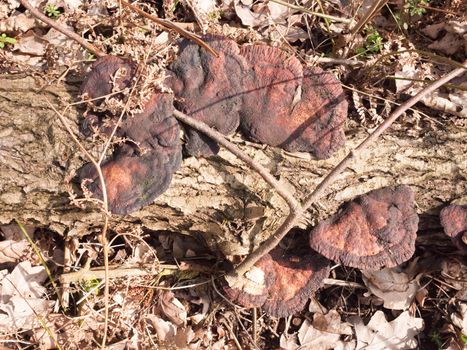 several old decaying rotting bracket fungus on tree stump; essex; england; uk