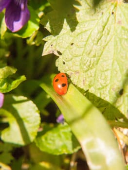 close up macro spring of red 7 dotted ladybird on leaf eating; essex; england; uk