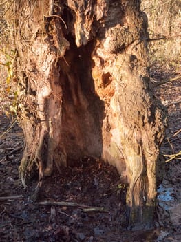 close up of cut hollow tree trunk bark texture; essex; england; uk
