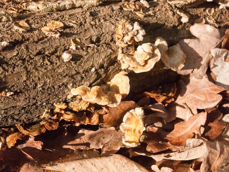 plenty of small growing autumn bracket fungus on forest wooden tree stump; essex; england; uk