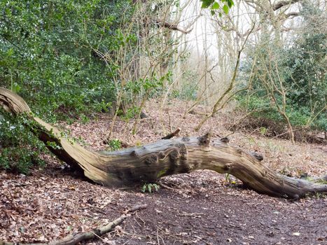 fallen tree trunk inside forest wood in way of path; essex; england; uk