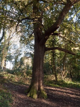 tree inside uk forest woodland sunshine day nature landscape; essex; england; uk