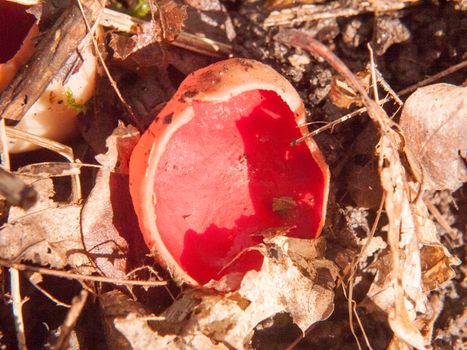 close up of mushroom forest floor scarlet elf cup red; essex; england; uk