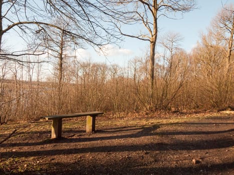 wooden bench inside woodland uk bare autumn spring no people; essex; england; uk