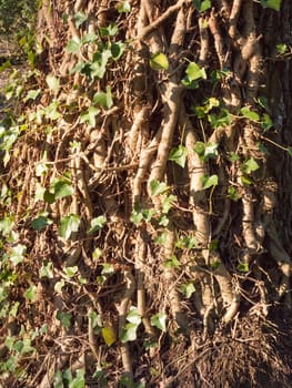 close up vines on tree bark texture with green leaves; essex; england; uk