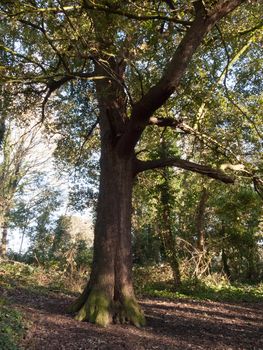 tree inside uk forest woodland sunshine day nature landscape; essex; england; uk
