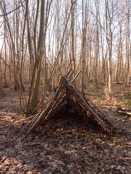 tree branches made into tent in middle of woodland uk; essex; england; uk