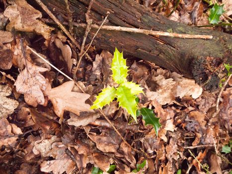 growing small green leaves shooting up in forest floor with autumn leaves; essex; england; uk