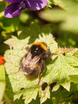 close up of black and yellow bee macro spring on leaf; essex; england; uk