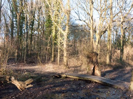 small wooden path plank way over running creak of water in woodland forest uk; essex; england; uk