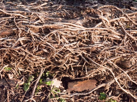 close up tangled up vines on tree fallen forest floor dead; essex; england; uk