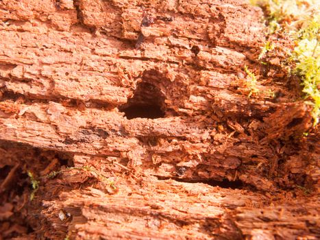 close up of soft brown old rotten cracked wood tree fallen macro; essex; england; uk