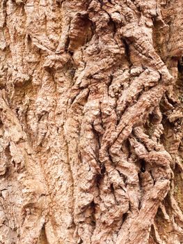 close up vein texture of bark oak tree up close background; essex; england; uk