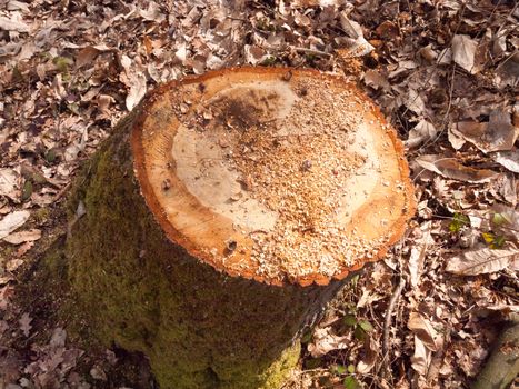 newly cut tree trunk stump woodland forest floor surgery ; essex; england; uk