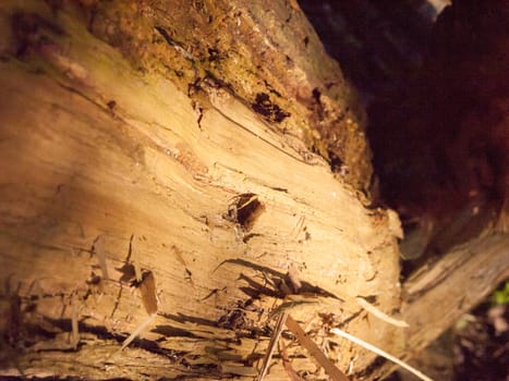 close up texture of split wood texture inside soft splinters; essex; england; uk