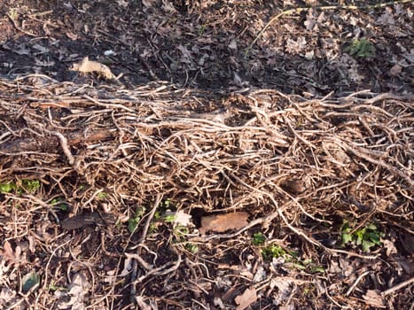 close up tangled up vines on tree fallen forest floor dead; essex; england; uk