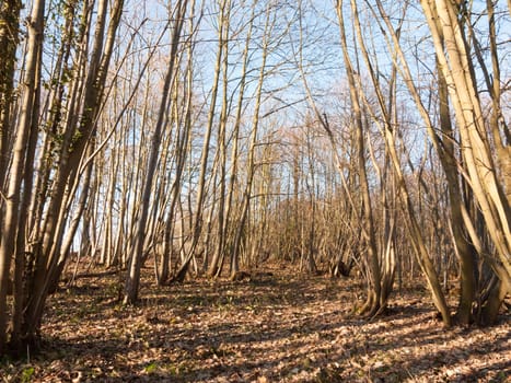 inside wood with many tree bare trunks tall forest woodland; essex; england; uk