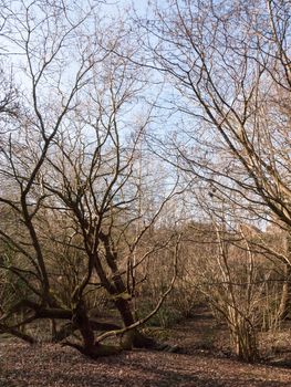 bare trees inside forest spring time tall; essex; england; uk