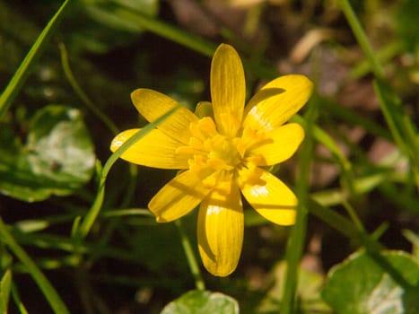 Ranunculus ficaria L. - Lesser close up of yellow growing spring pretty flower floor green grass - Ranunculus ficaria L. - Lesser Celandine; essex; england; uk