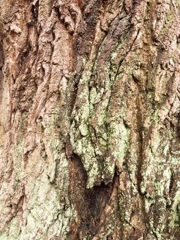 close up vein texture of bark oak tree up close background; essex; england; uk