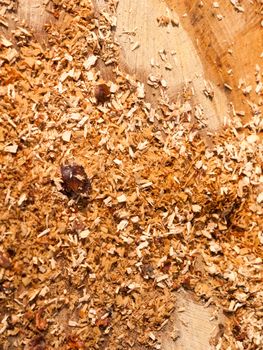 newly cut tree trunk stump woodland forest floor surgery shavings; essex; england; uk