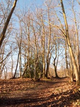 inside wood with many tree bare trunks tall forest woodland; essex; england; uk