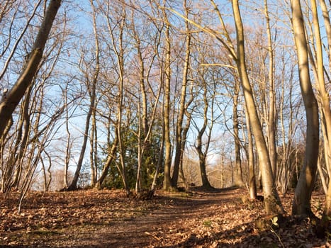 inside wood with many tree bare trunks tall forest woodland; essex; england; uk