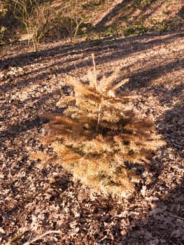 growing single conifer spruce tree in centre of woodland uk forest; essex; england; uk