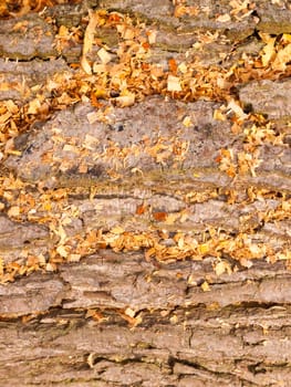 close up bark texture tree with orange golden leaves; essex; england; uk