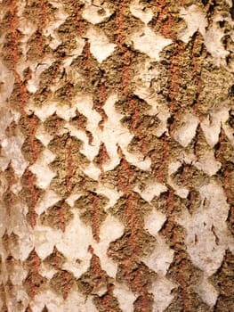 close up of aspen split tree trunk bark texture; essex; england; uk