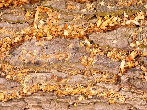 close up bark texture tree with orange golden leaves; essex; england; uk