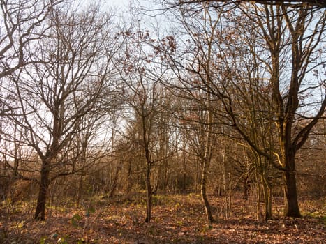 inside wood with many tree bare trunks tall forest woodland nature landscape; essex; england; uk