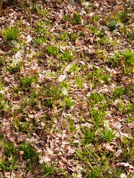 Spring forest floor growing new shoots green landscape texture; essex; england; uk