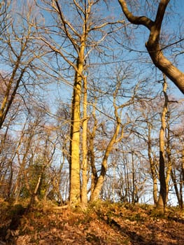 inside wood with many tree bare trunks tall forest woodland; essex; england; uk