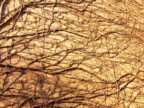 texture in sunlight of tree vines on wall side bricks house background; essex; england; uk