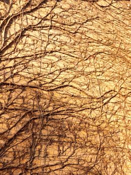 texture in sunlight of tree vines on wall side bricks house; essex; england; uk