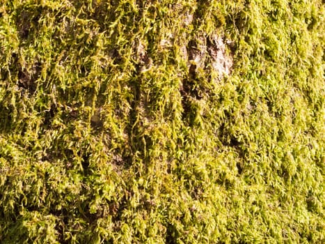 close up of growing green moss lichen algae on tree bark surface texture ; essex; england; uk