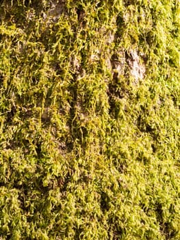 close up of growing green moss lichen algae on tree bark surface texture ; essex; england; uk