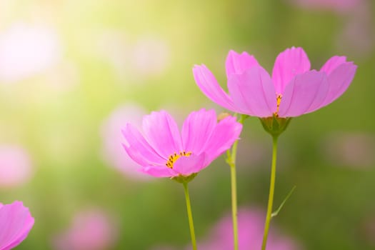 The background image of the colorful flowers, background nature