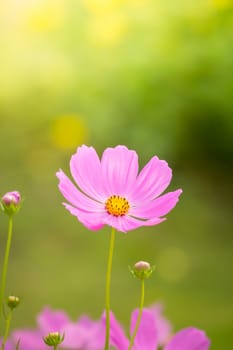 The background image of the colorful flowers, background nature