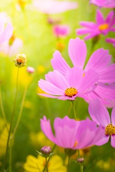 The background image of the colorful flowers, background nature