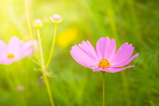 The background image of the colorful flowers, background nature