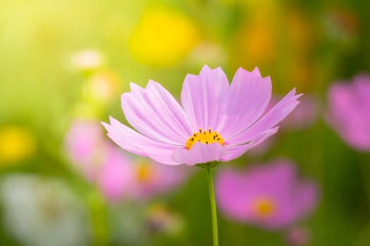 The background image of the colorful flowers, background nature