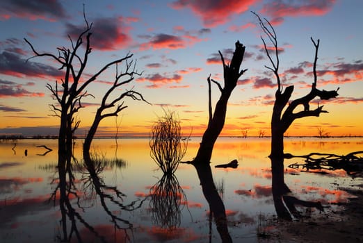 Sunset and silhouettes of old gnarly dead trees in the lake with reflections. 