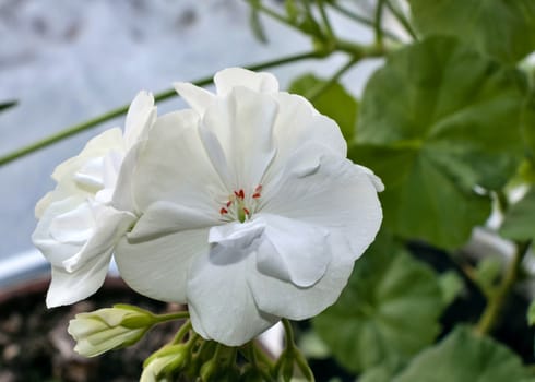 white geranium close up, flowers on the windowsill