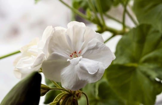 white geranium close up, flowers on the windowsill