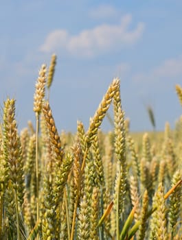 Close up field of green and ripe wheat or rye ears under clear blue sky, low angle view